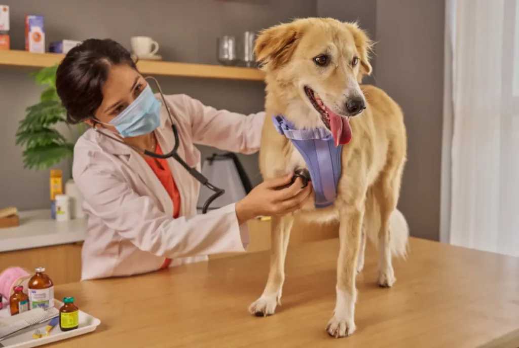 seguro pet com cachorro em clínica veterinária moderna - Camargo Corretora de Seguros e Planos de Saúde